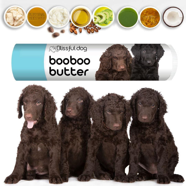 Chocolate curly coated retriever sale