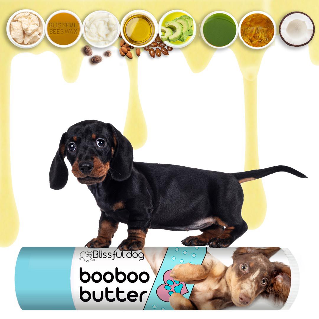 Dachshund Tube Combo