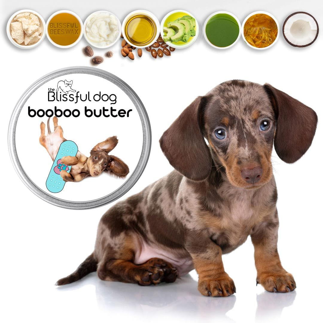 red merle dachshund puppy