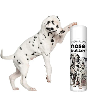 Dalmatian Nose is chapped