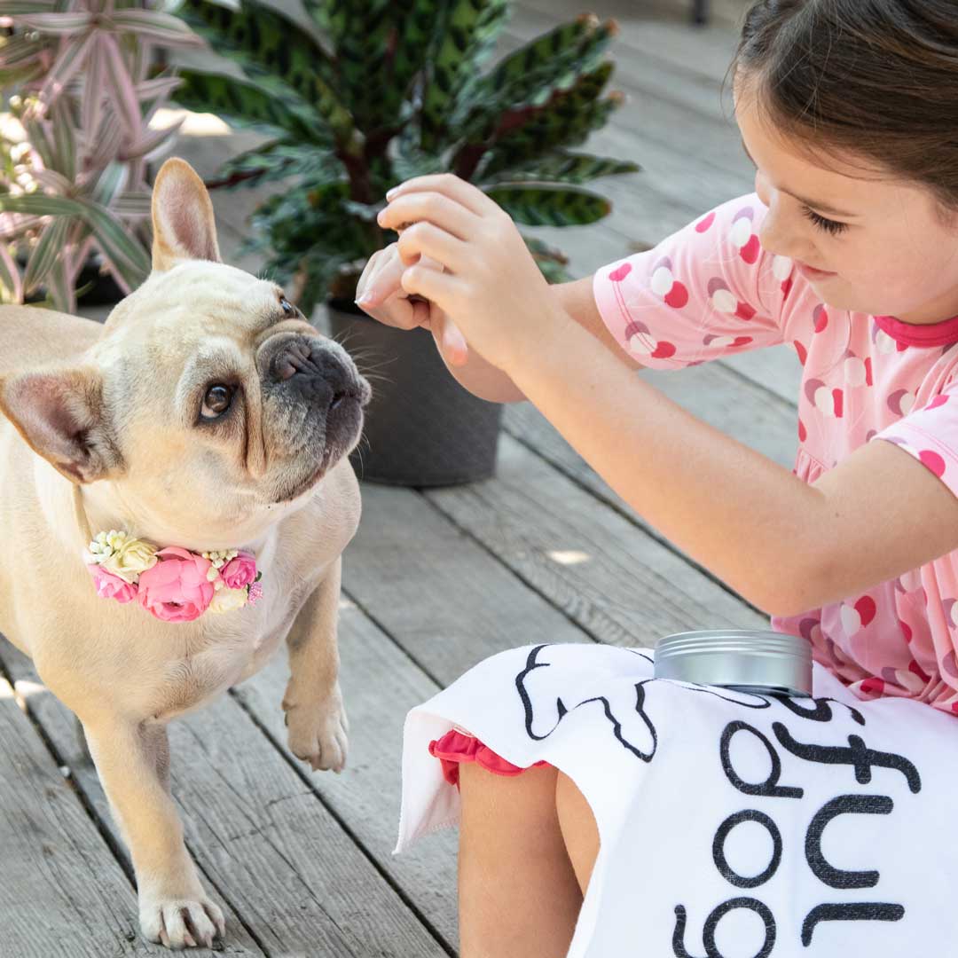 french bulldog treat