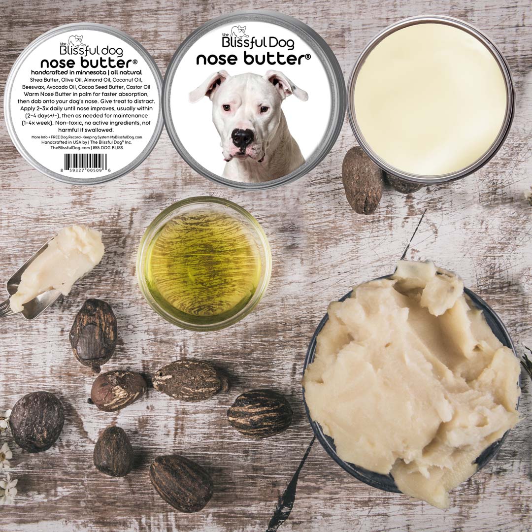 Dogo Argentino Nose is dry