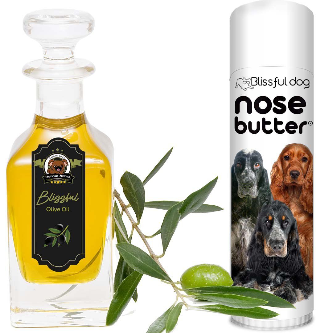 English Cocker Spaniel Nose is very dry