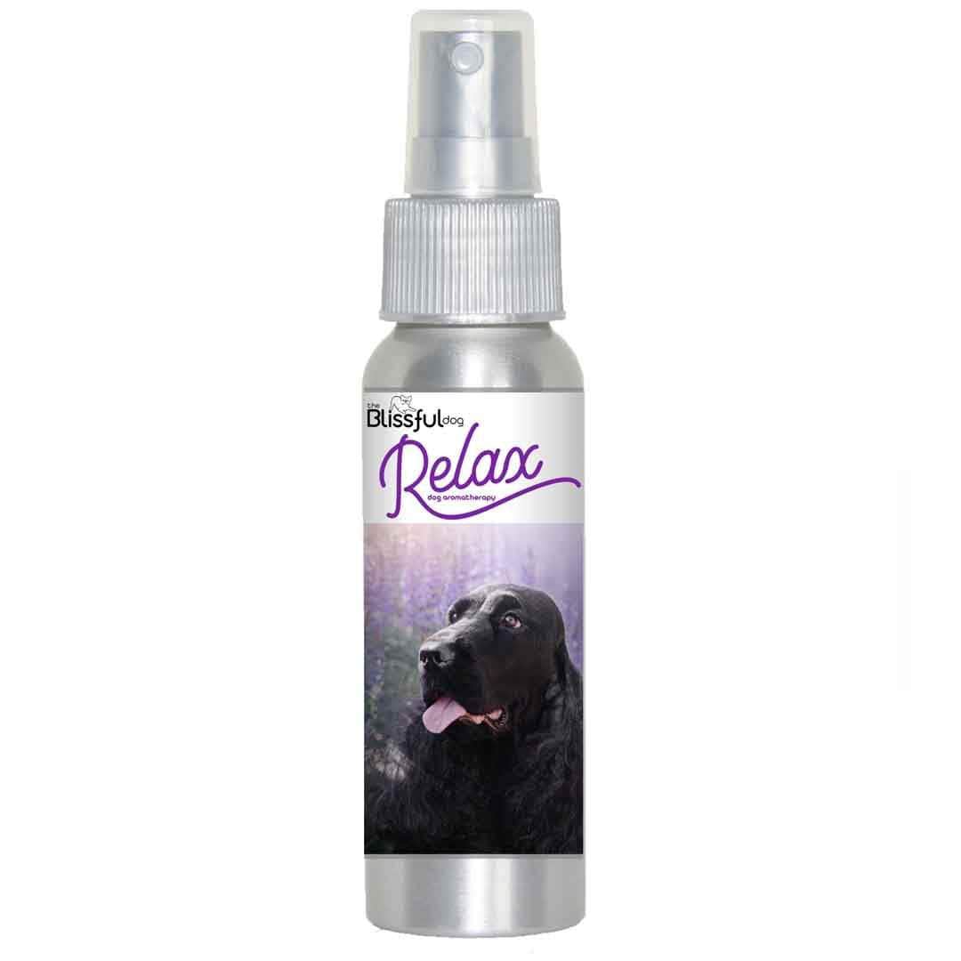 English Cocker Spaniel Afraid Relax Dog Aromatherapy Calms Fears