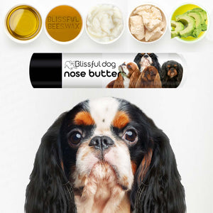 chapped English Toy Spaniel Nose