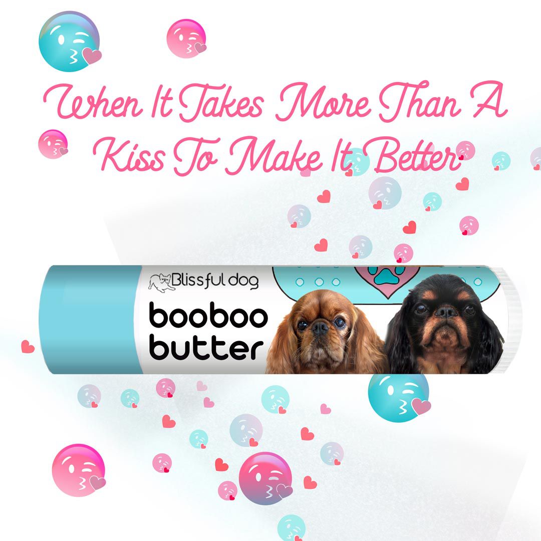 English Toy Spaniel scratches