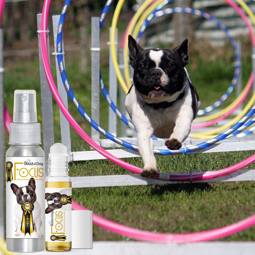 French Bulldog agility