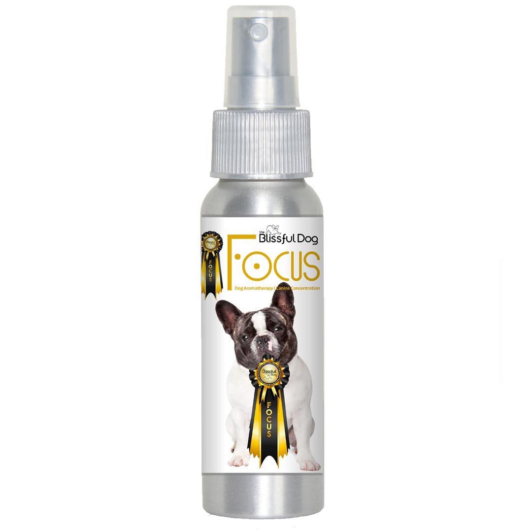 French Bulldog dog show focus aromatherapy