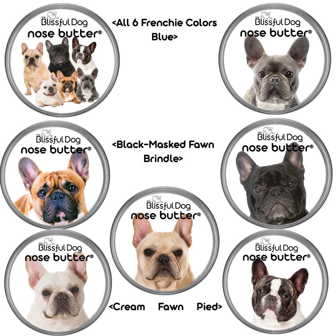 Cream brindle french sales bulldog