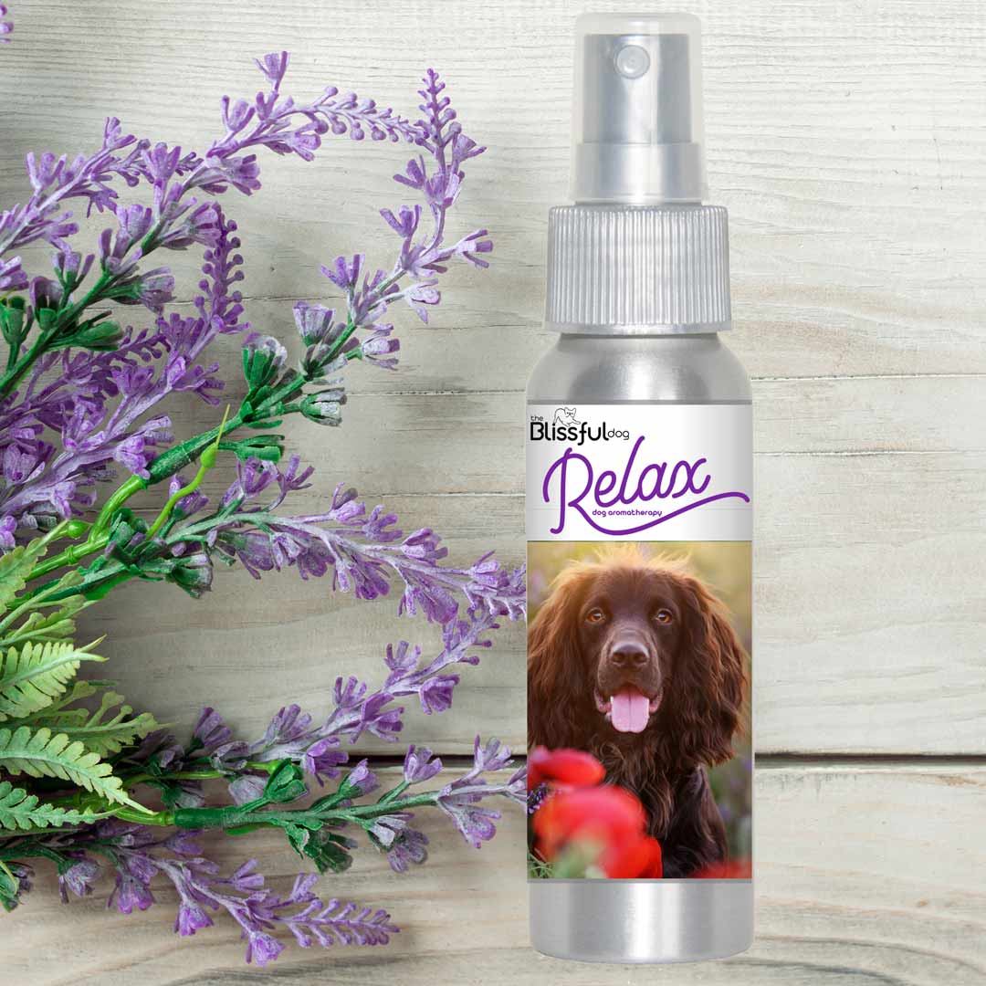 field spaniel afraid