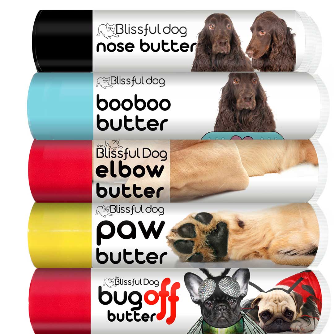 Field Spaniel rough paws