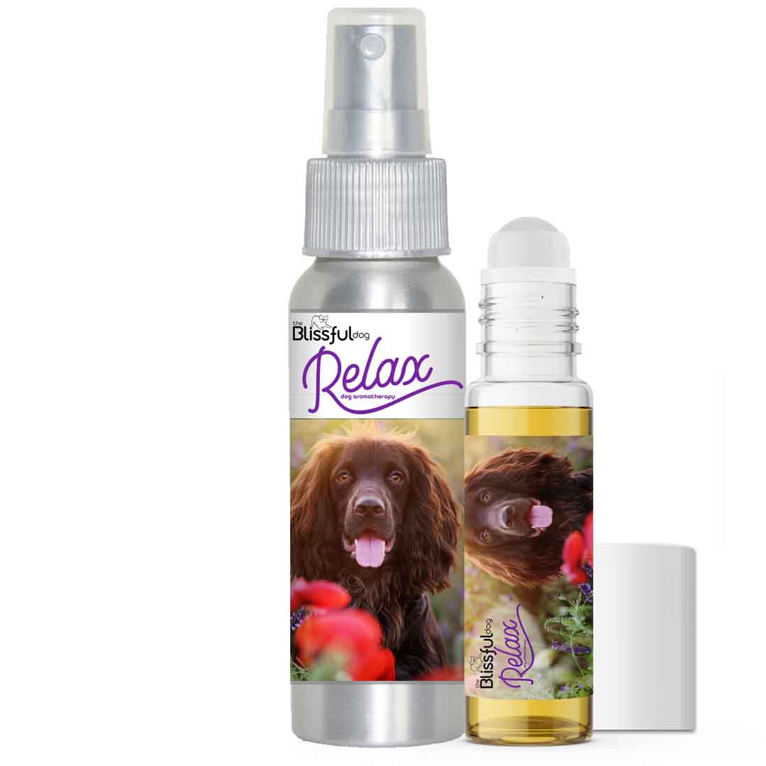 field spaniel aromatherapy