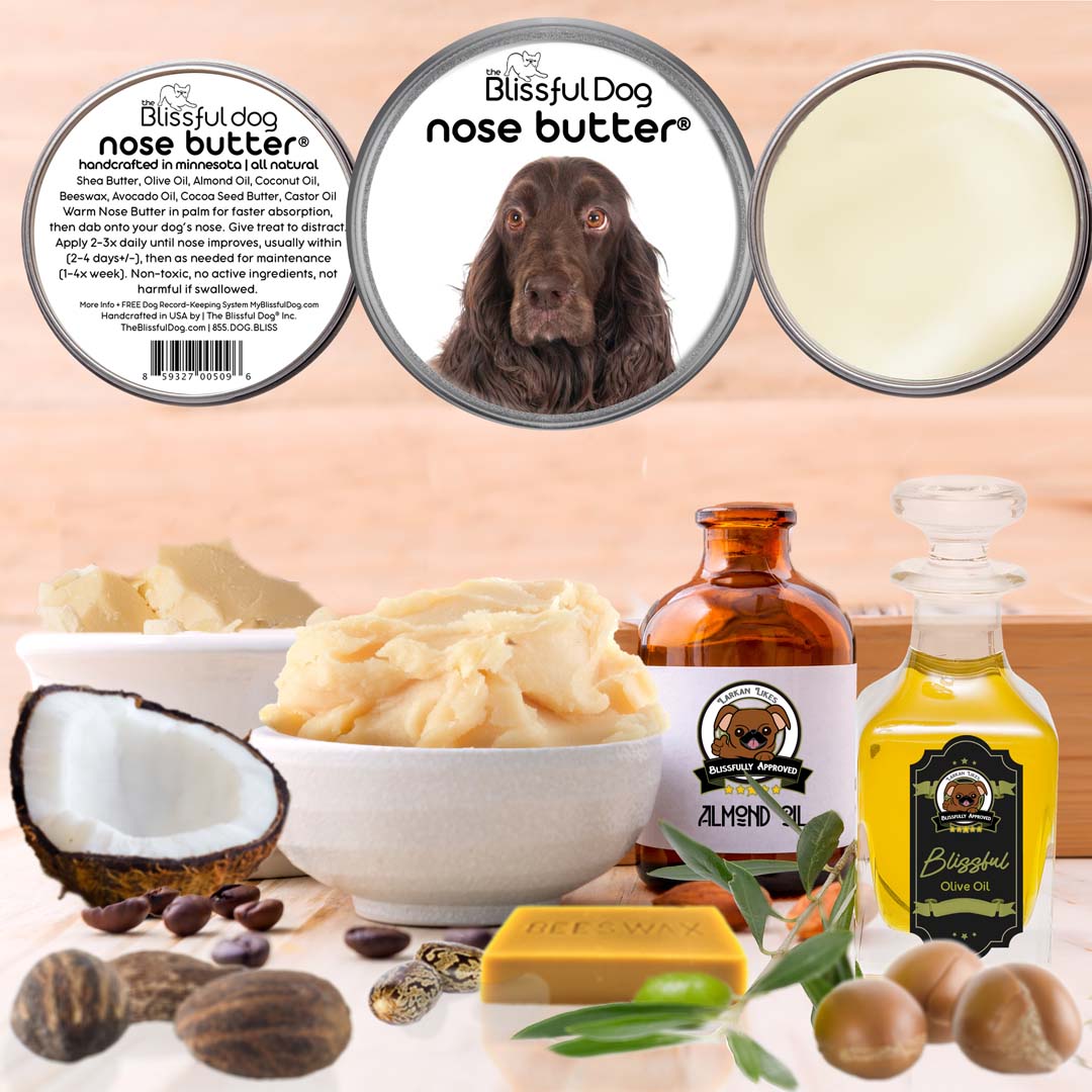 field spaniel has dry nose