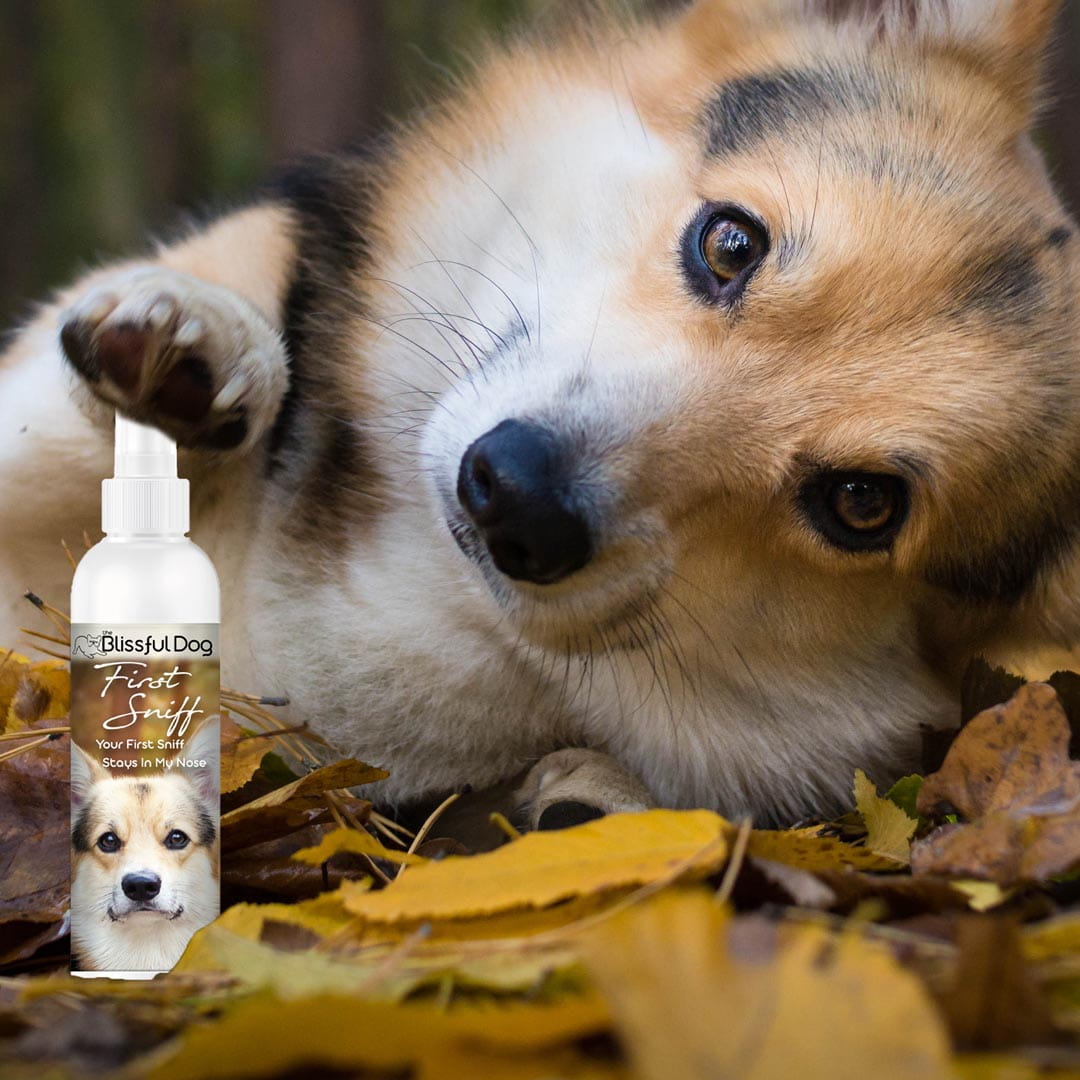 loving corgi