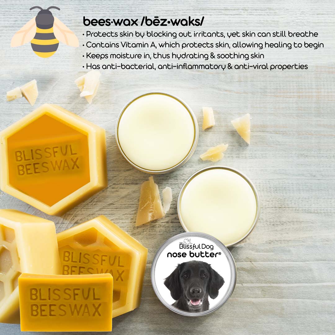 Flat-Coated Retriever Nose needs treatment