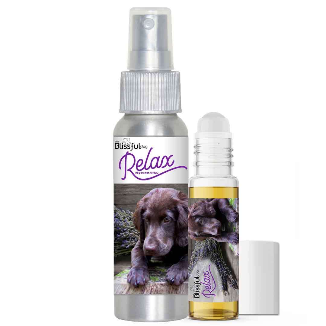 flat-coated retriever afraid