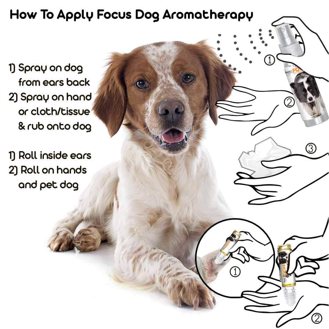 Brittany Aromatherapy for Training