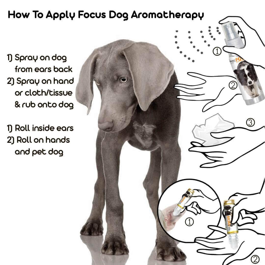 Weimaraner Focus Dog Aromatherapy