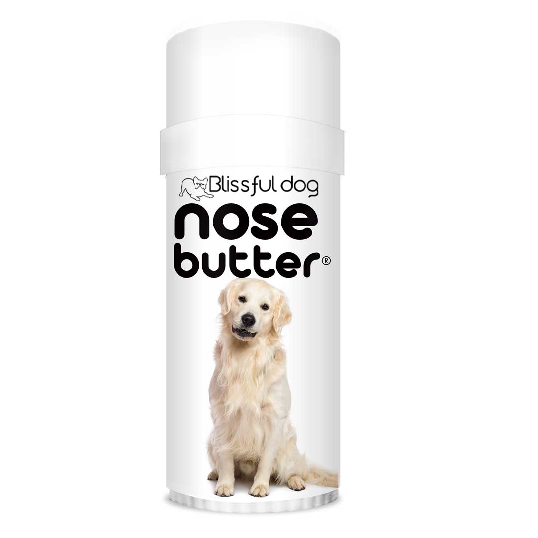 Golden Retriever Nose is crusty