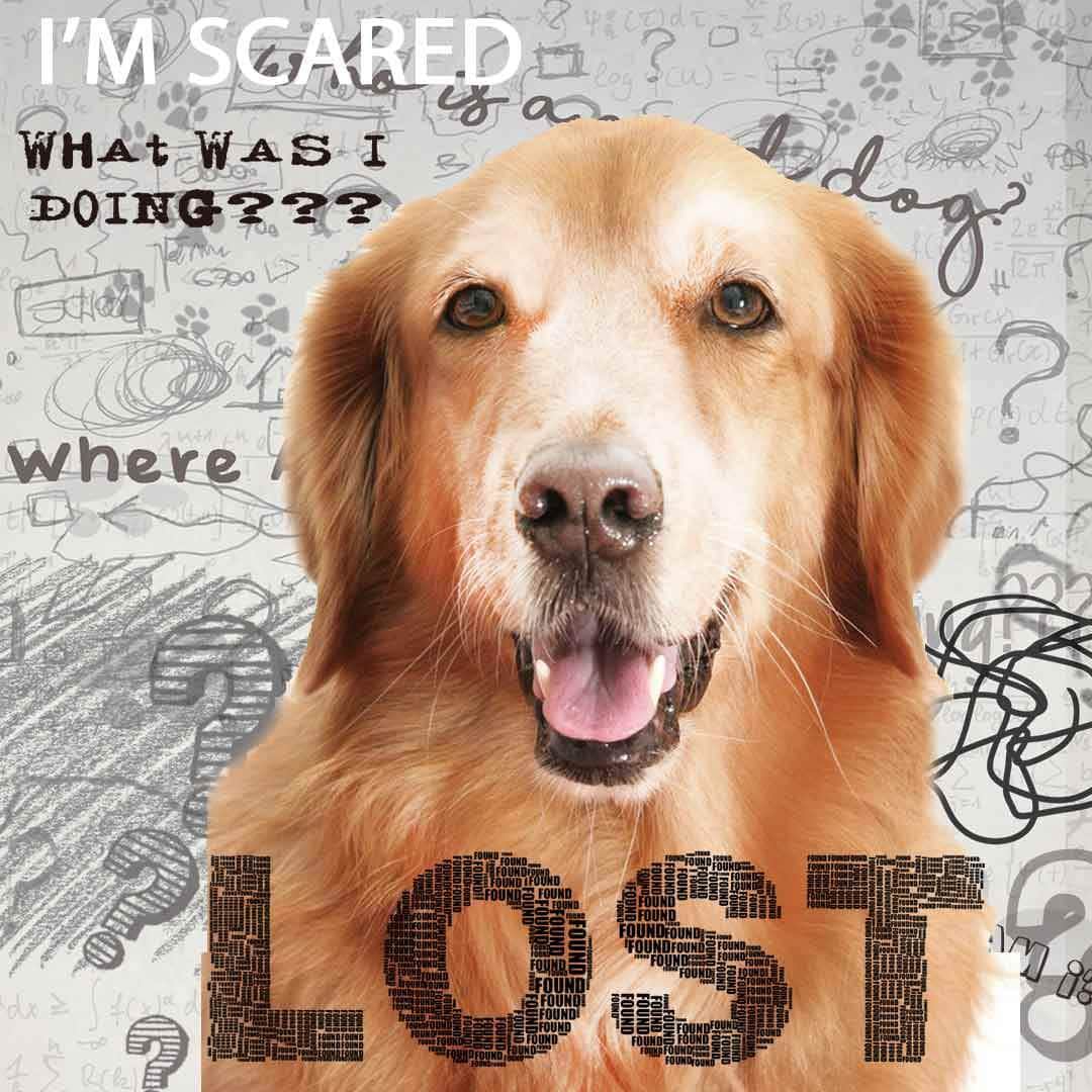 Golden Retriever Age Well Dog Aromatherapy