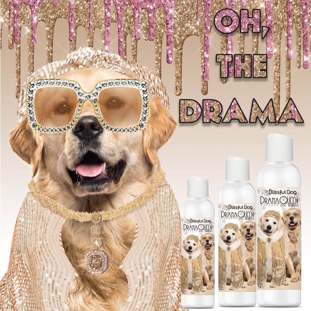 konsonant Umulig vedtage Rich Bitch & Drama Queen Shampoo = Golden Retriever Dog Bathing Bliss