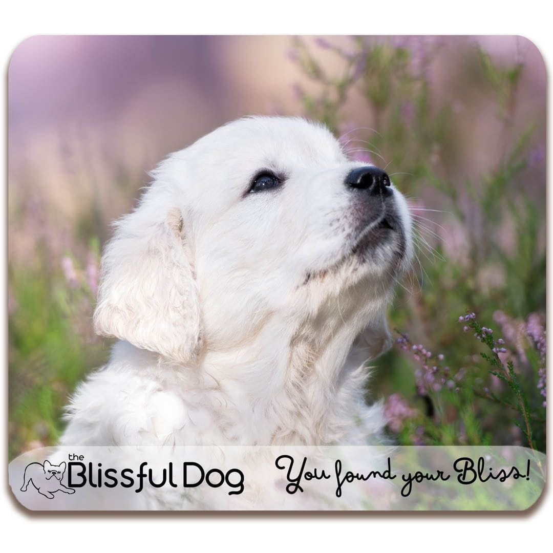 golden retriever gift