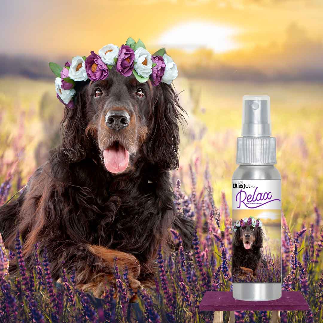 Gordon Setter anxiety