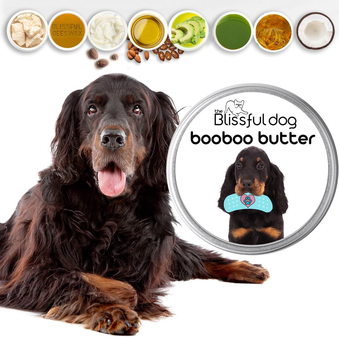 Gordon Setter itchy skin