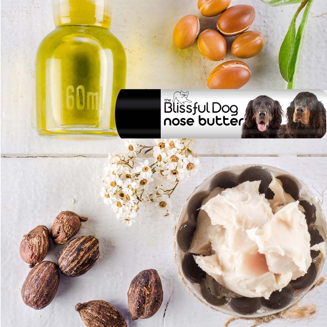 Gordon Setter nose butter