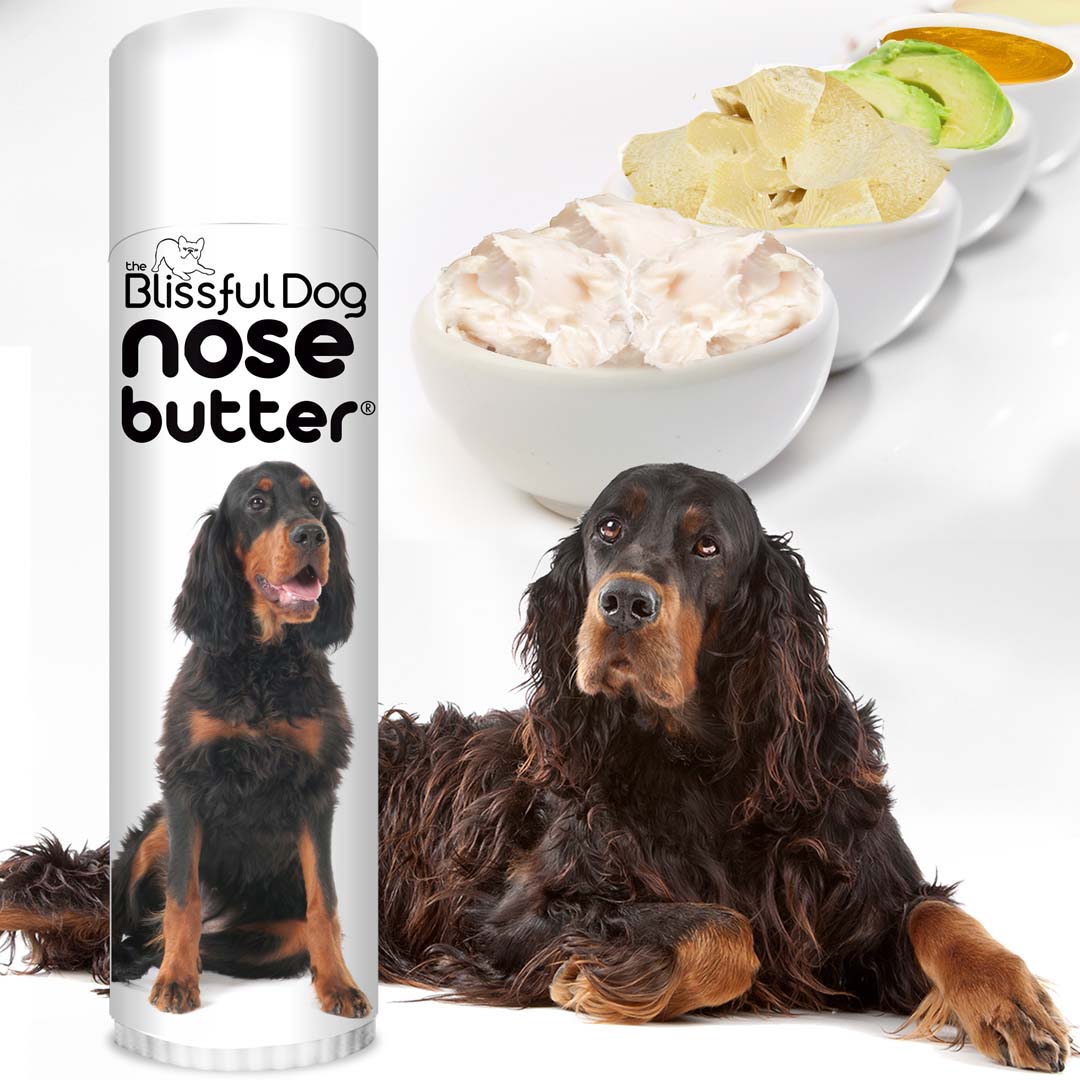 Gordon Setter dry nose care