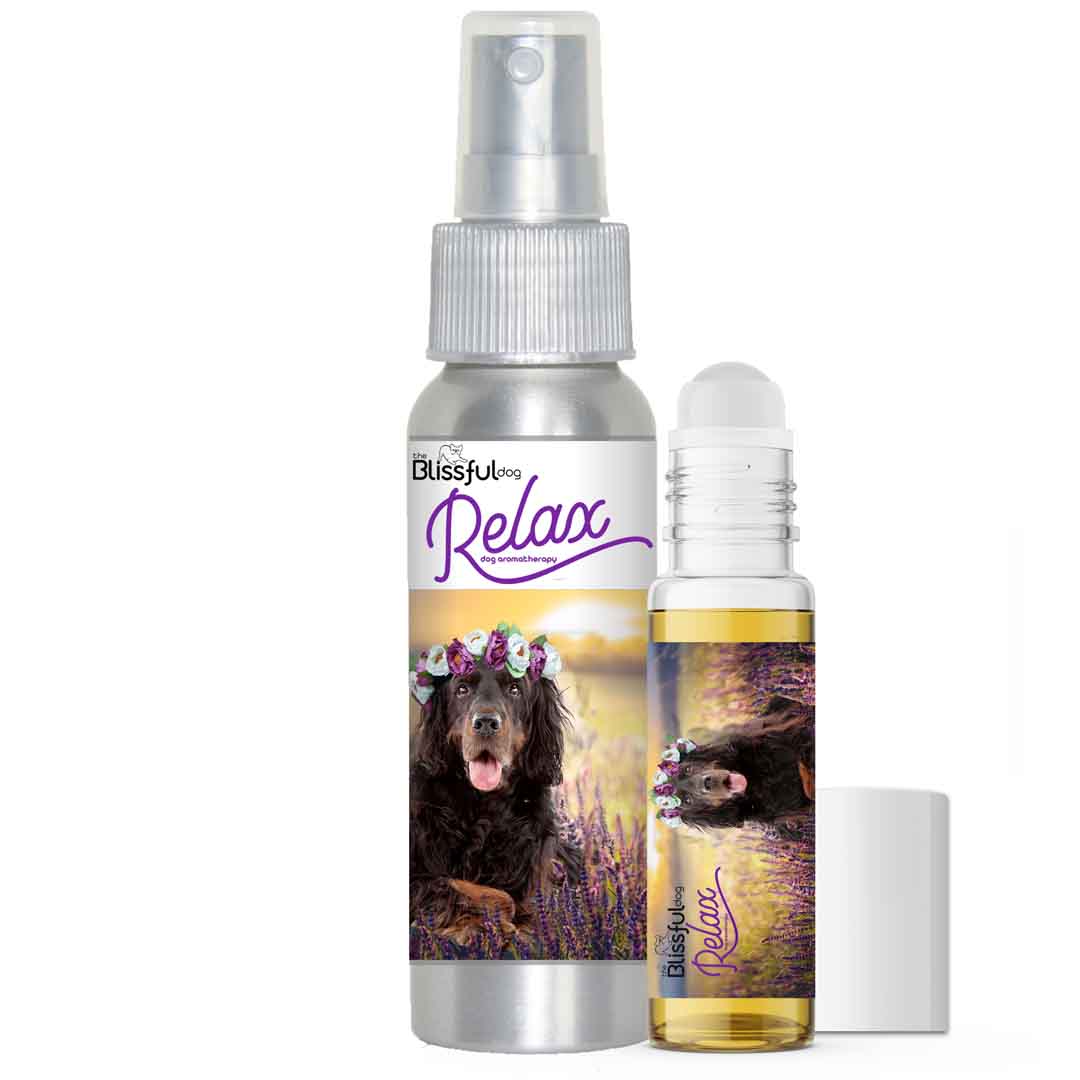 Gordon Setter dog aromatherapy