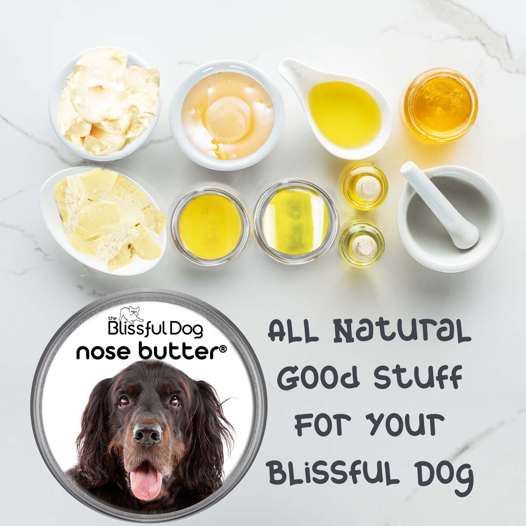 Gordon Setter nose balm