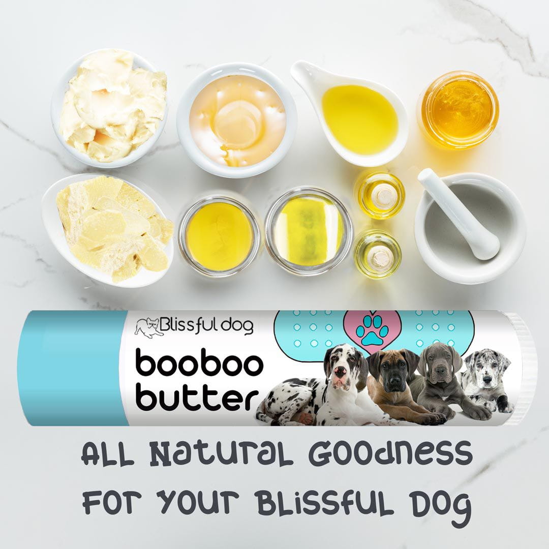 great dane banged tail