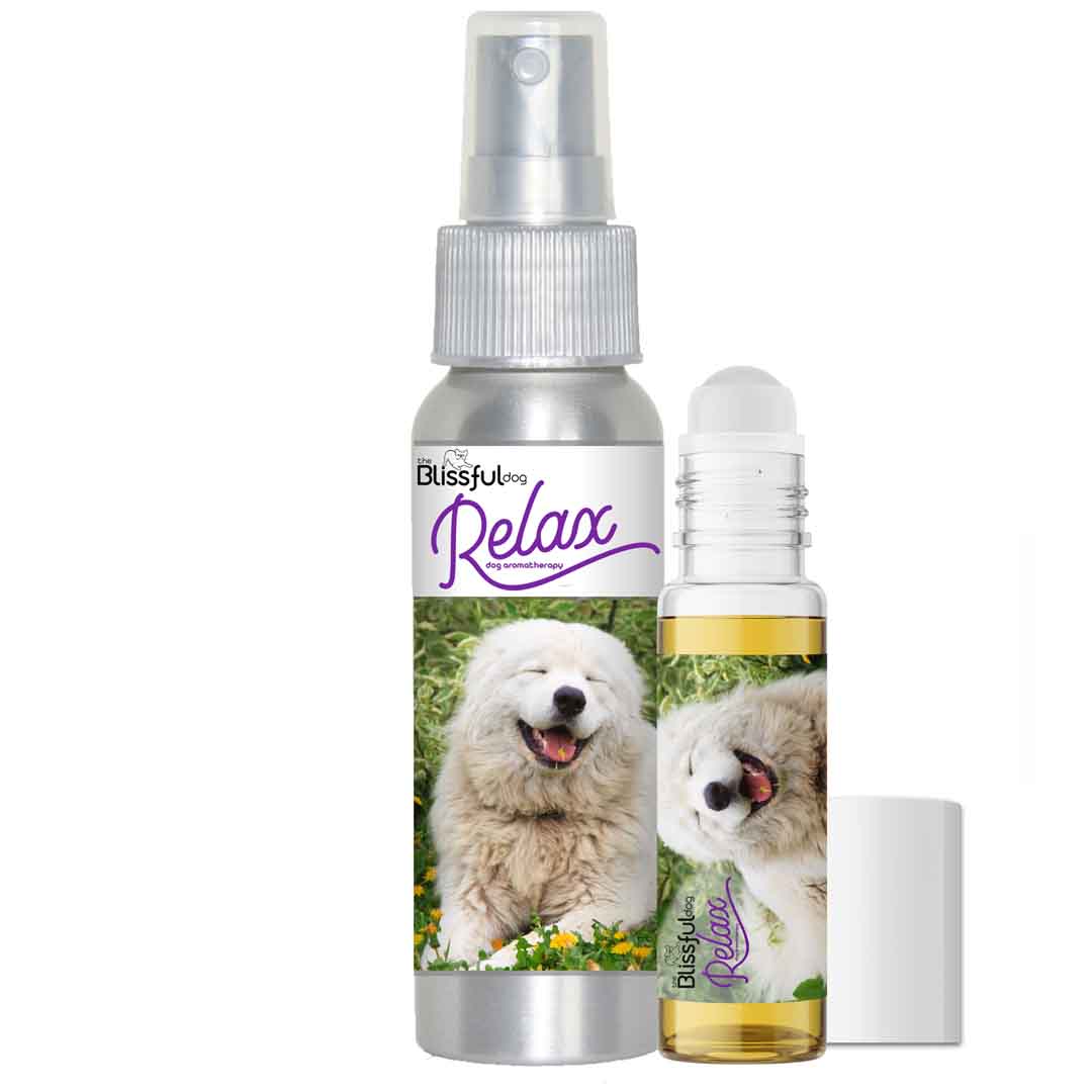 Great Pyrenees dog aromatherapy