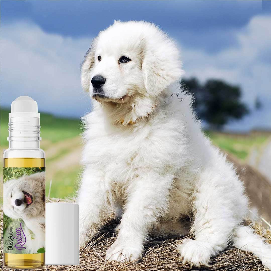 Great outlet pyrenees shampoo