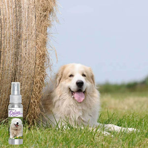 Great Pyrenees in field
