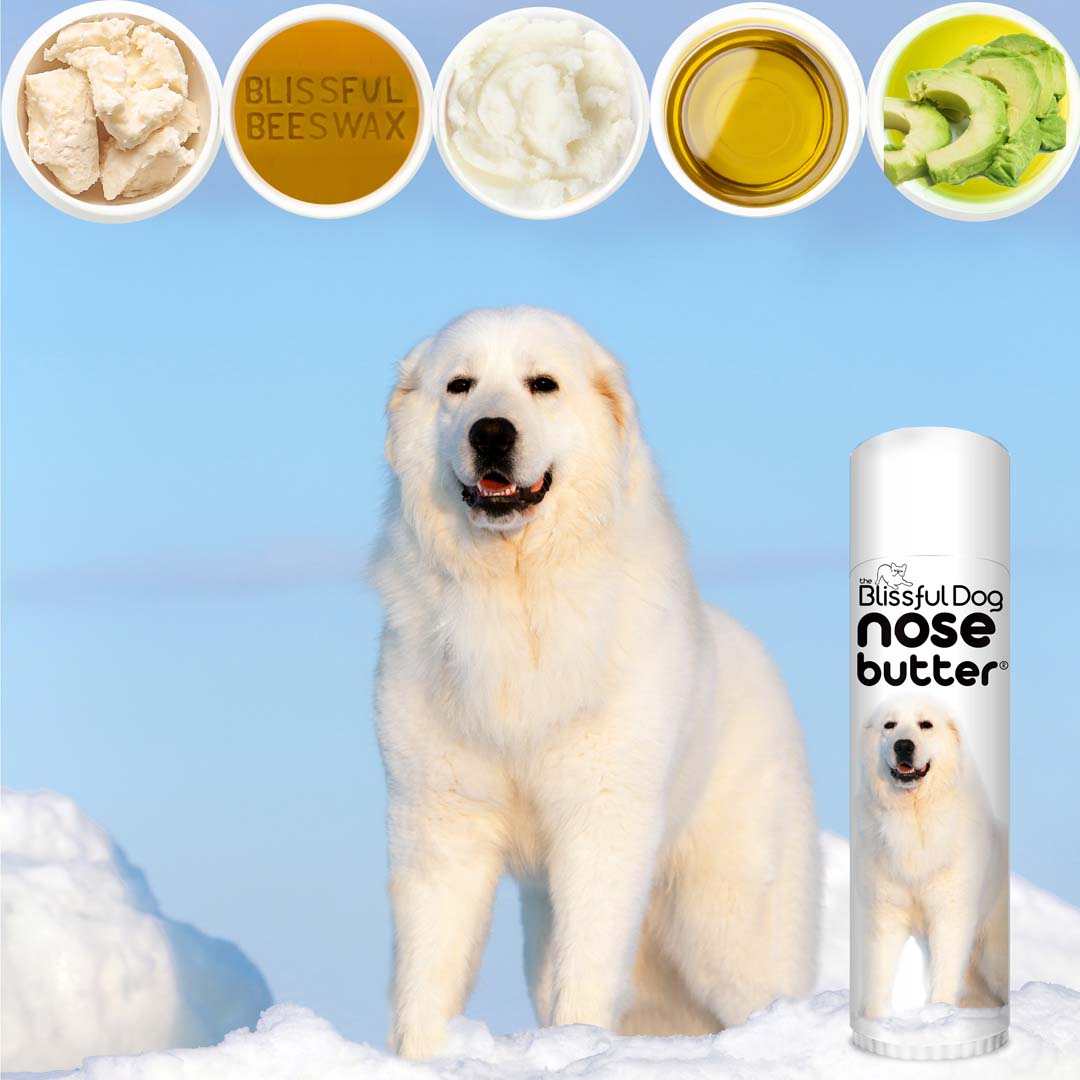 are great pyrenees snow dogs