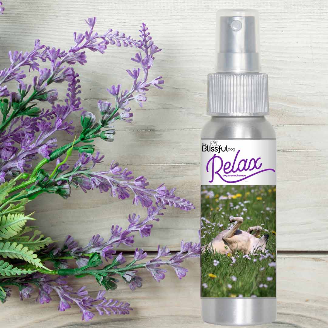 Greyhound afraid thunder