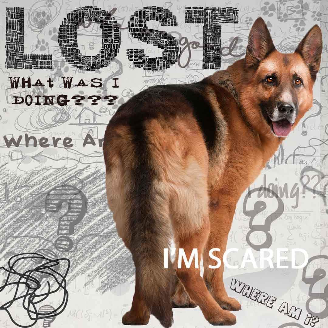 German Shepherd Age Well Dog Aromatherapy