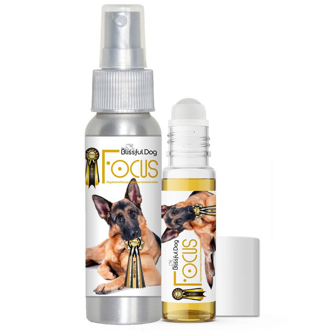 german shepherd focus dog aromatherapy
