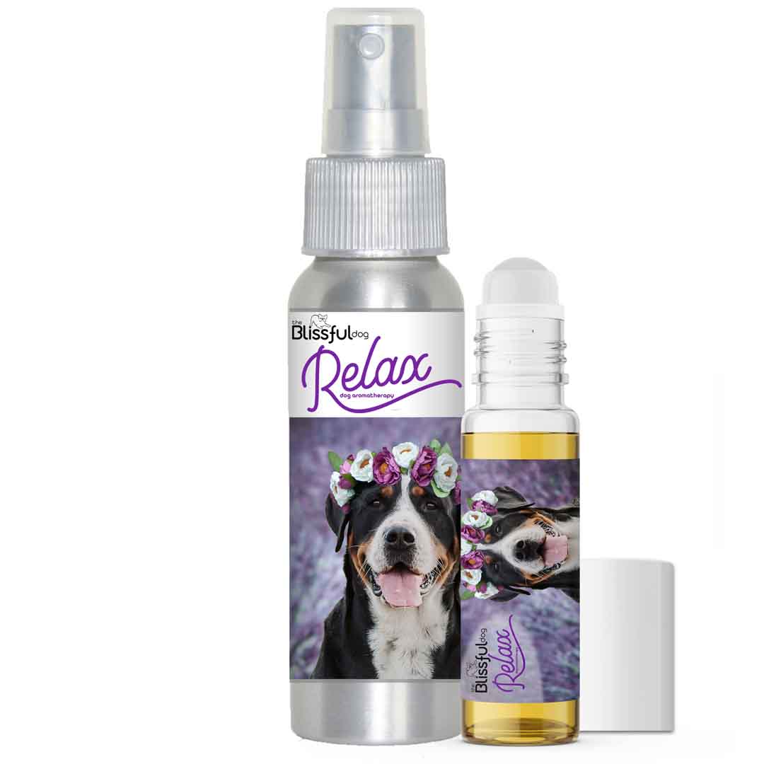 greater swiss mountain dog aromatherapy