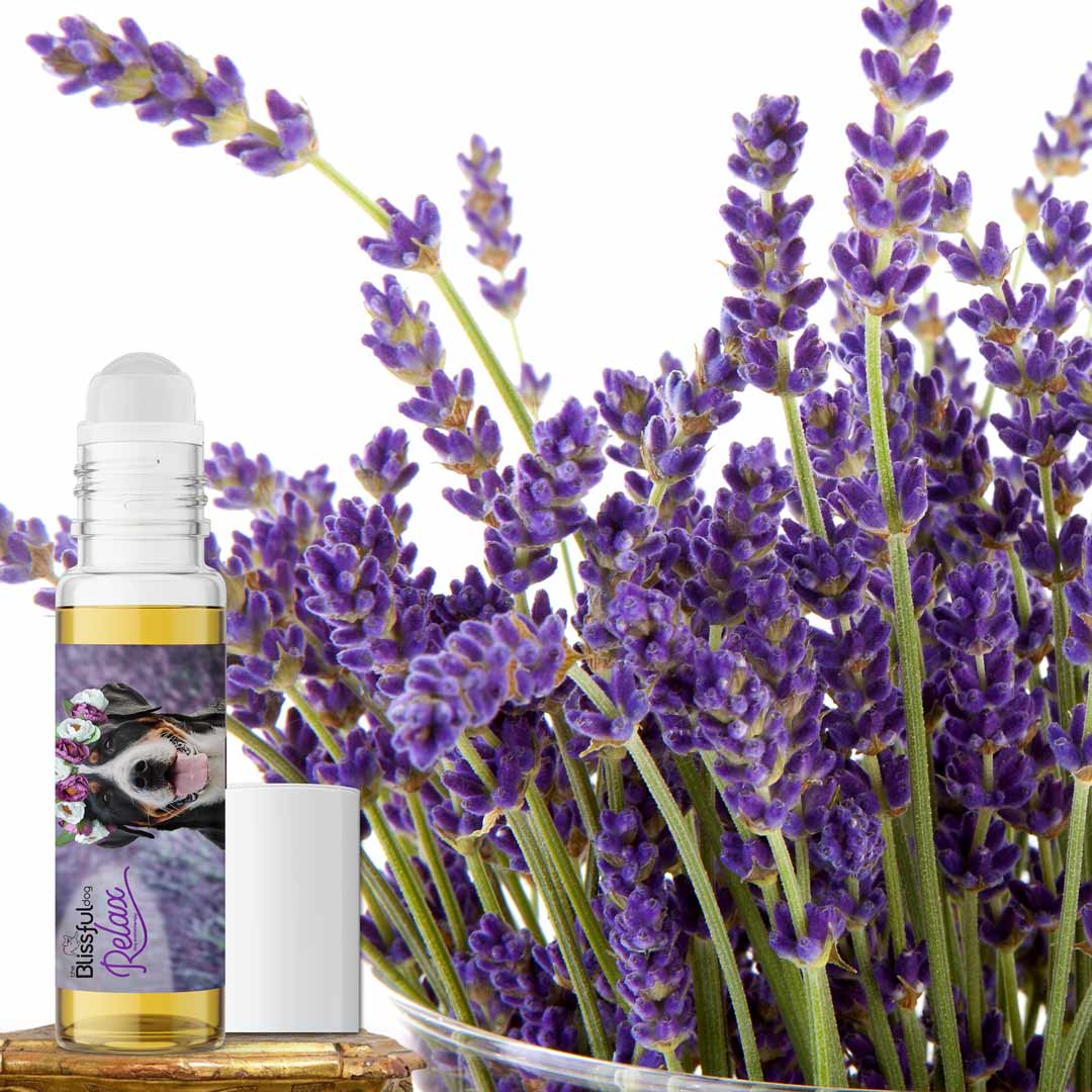 greater swiss mountain dog anxious