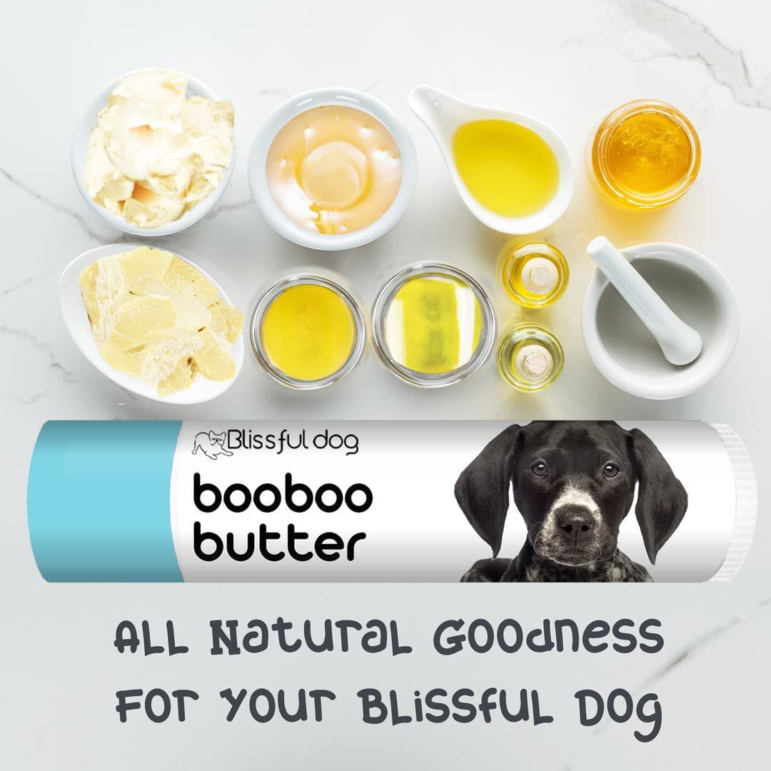 German Shorthaired puppy