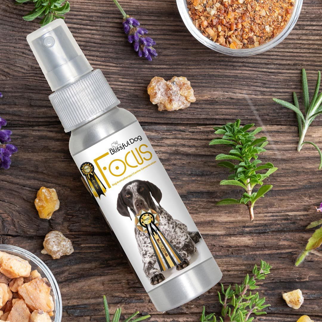 german shorthaired pointer aromatherapy spray