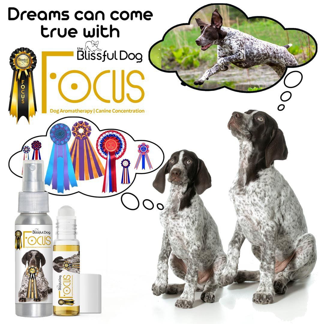 german shorthaired pointer aromatherapy