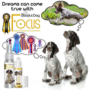 german shorthaired pointer aromatherapy