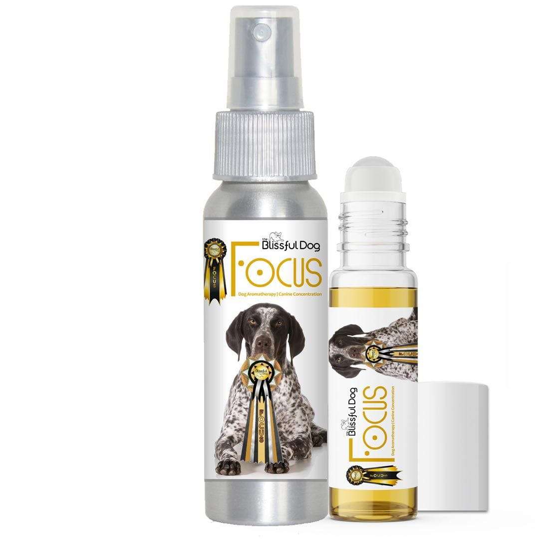 german shorthaired pointer dog aromatherapy