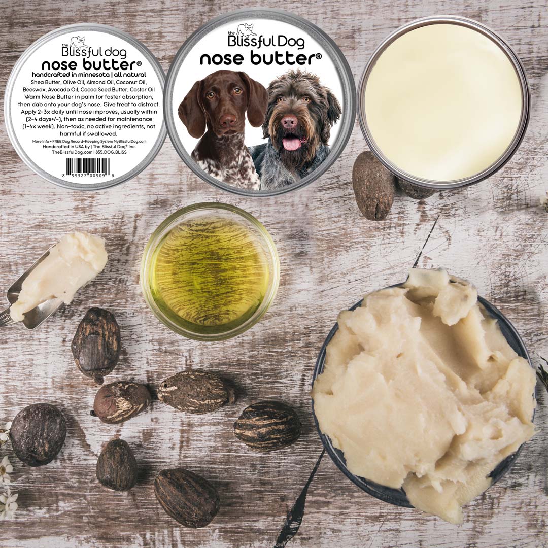 German Shorthaired Pointer Nose is chapped