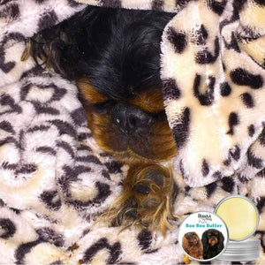 English Toy Spaniel Boo Boo Butter