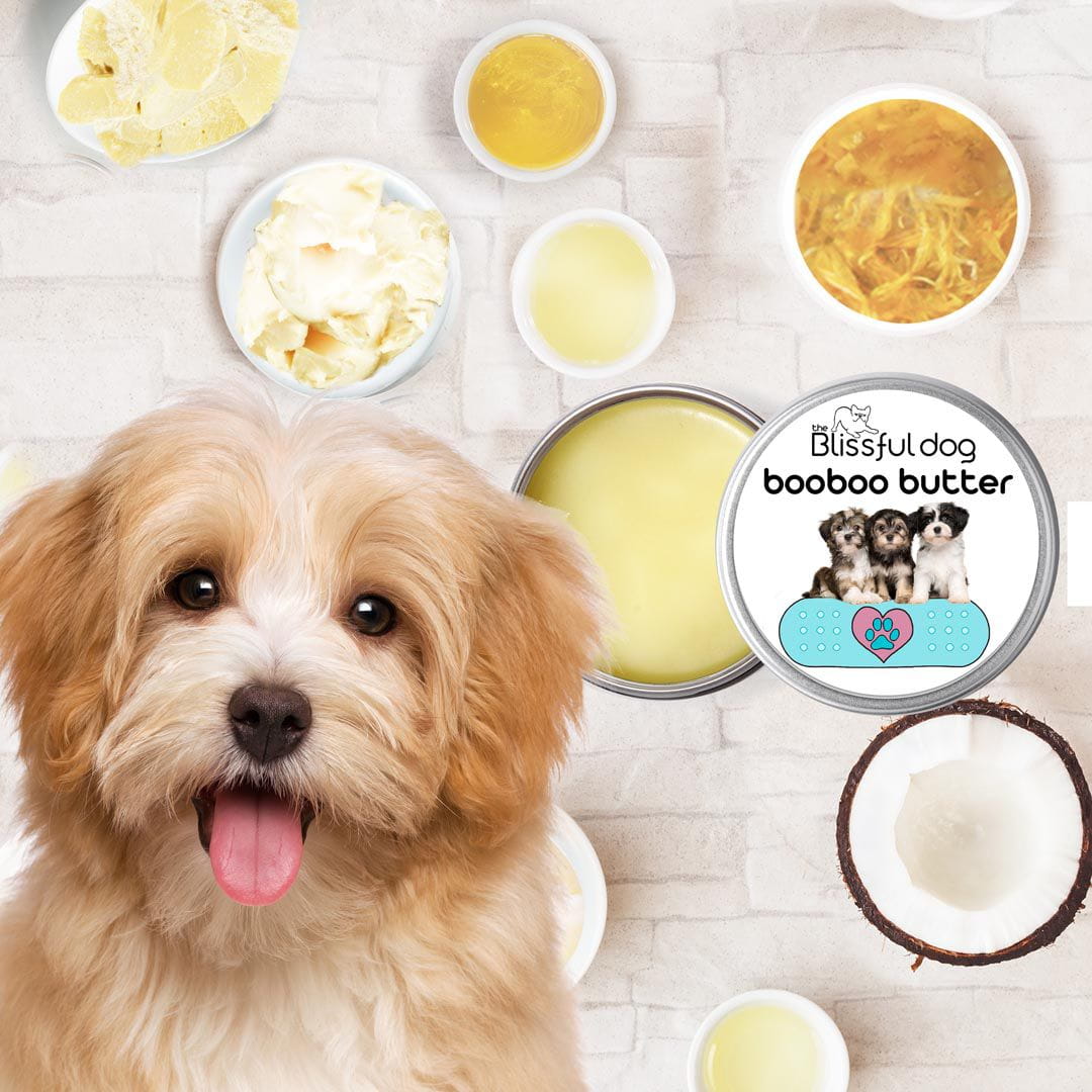 Customized Havanese Care Combo for Happy Healthy Havanese